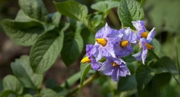 Je nutné trhat květy z brambor během květu pro zvýšení výnosů??